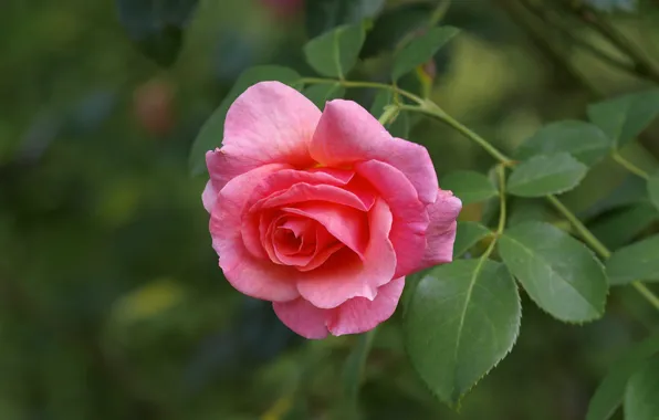Macro, rose, Bud, pink rose