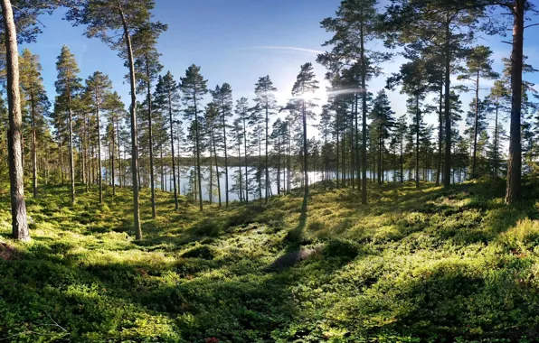 Picture greens, forest, grass, the sun, trees, lake, shore, Sweden