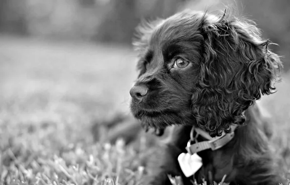 Picture grass, look, black and white, dog, dog, sad eyes