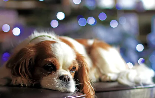 Look, lights, sofa, dog, puppy, bokeh