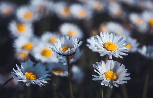 Wallpaper flowers, the dark background, Daisy, white, glade, bokeh, chamomile