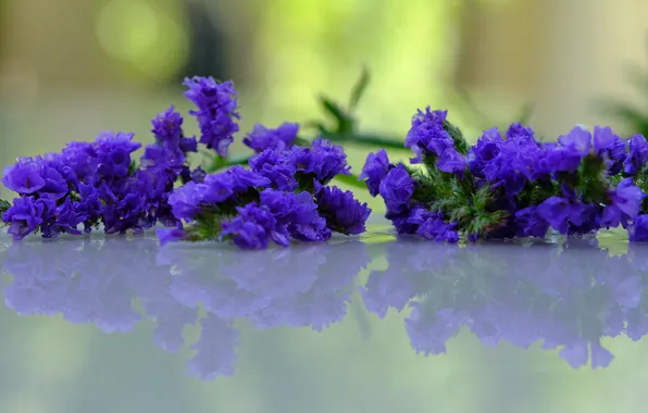 Flowers, reflection, bouquet, spring, purple, lie, the statice is purple, static