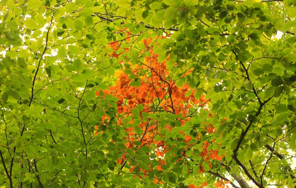 Picture autumn, leaves, trees, texture