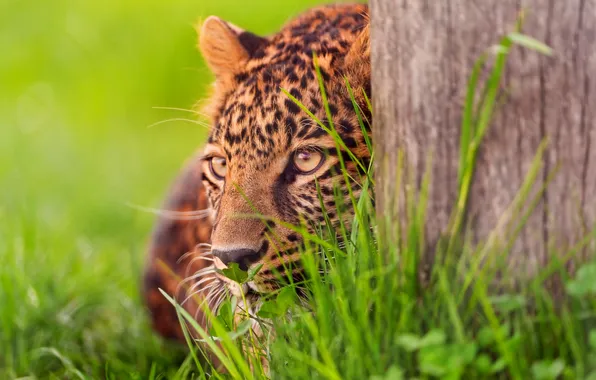 Picture leopard, hiding, ojidaet