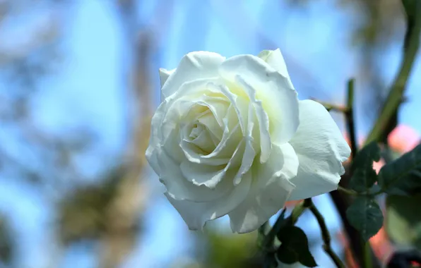 Picture rose, Bud, bokeh, white rose