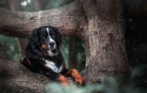 Picture tree, dog, Bernese mountain dog