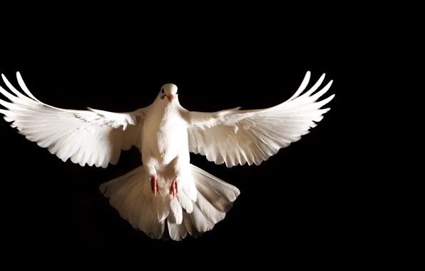 White, feathers, dove