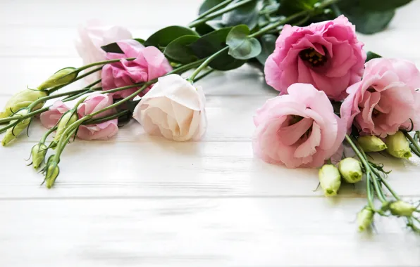 Flowers, pink, buds, eustoma, Olena Rudo