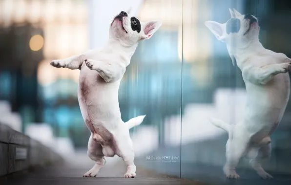 Picture reflection, dog, stand, French bulldog