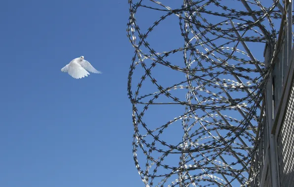 To his native land to fly, Pigeons fly over our zone, how I wish I …