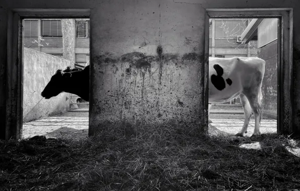 Cows, Black and white, Cowshed