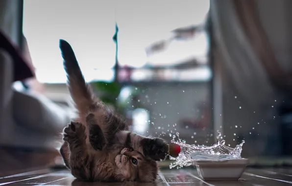 Picture cat, squirt, oops, Daisy, © Ben Torode, bums