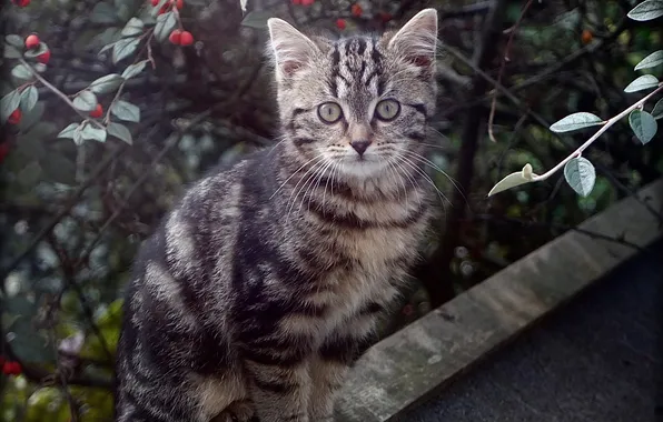Roof, cat, look, trees, branches, pose, berries, kitty