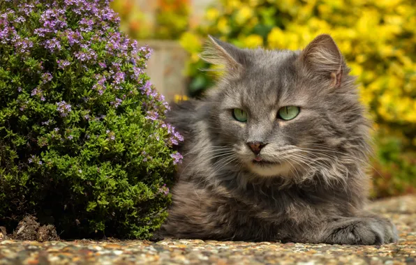 Picture cat, cat, flowers, nature, portrait