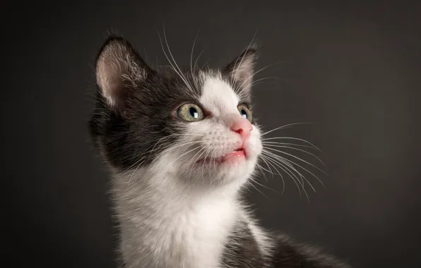 Picture background, portrait, baby, muzzle, kitty