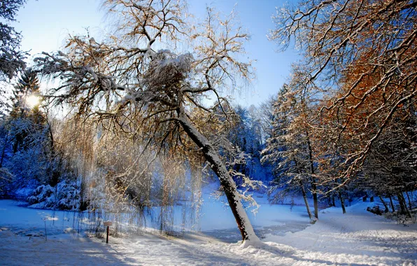 Winter, forest, snow, trees, stream