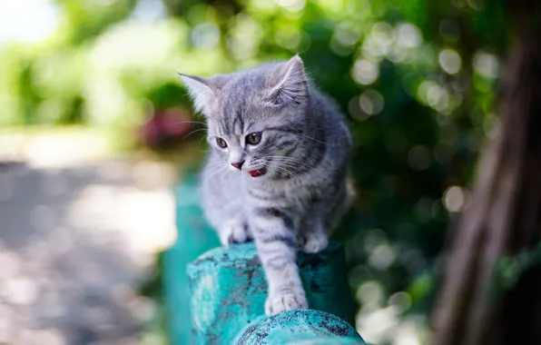 Picture summer, background, baby