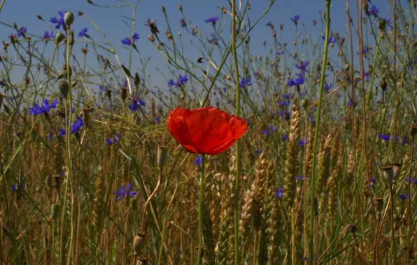 Field, the sky, flowers, Mac, petals, ears