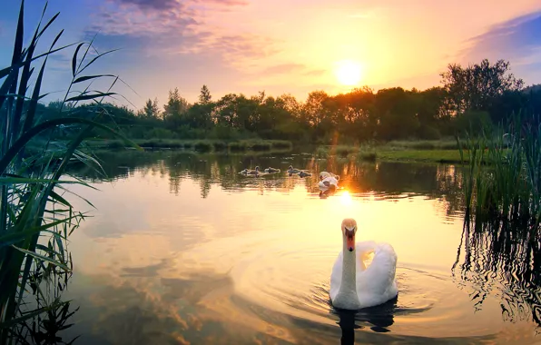 Picture the sky, water, the sun, sunset, lake, bird, reed, glow