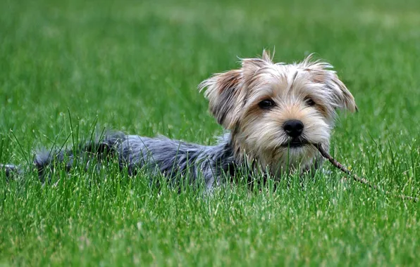 LOOK, GRASS, GREENS, WOOL, GREEN, FACE, GLADE, MEADOW