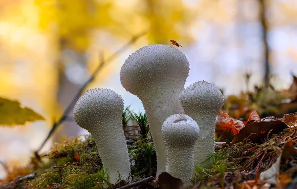 Autumn, forest, nature, foliage, mushrooms, bokeh, family