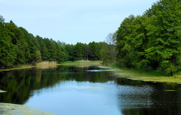 Picture trees, nature, river, beauty