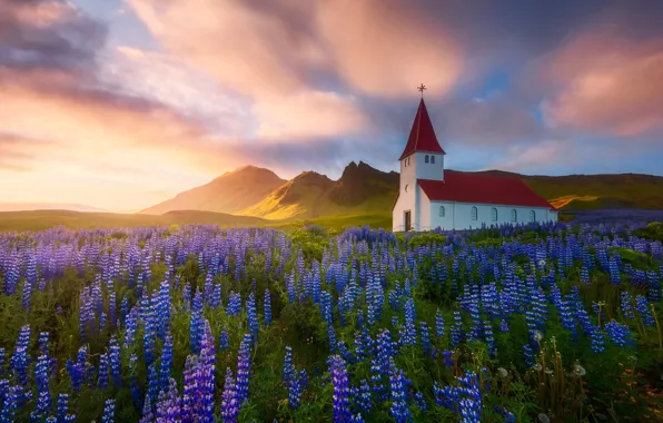 Picture flowers, nature, Spring, Summer, Church, temple, Iceland