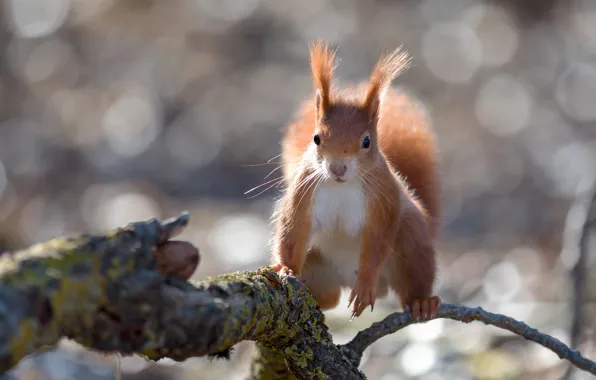 Picture nature, pose, animal, branch, walnut, protein, bokeh, animal