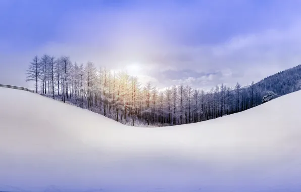 Picture winter, forest, the sky, snow, nature, hill