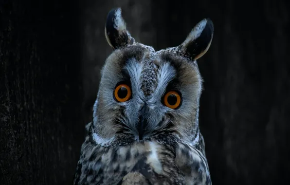 Look, Owl, Bird, Big - Eared Owl