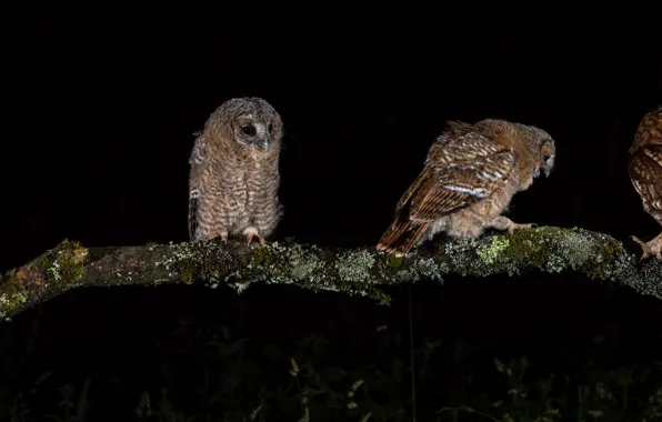 Birds, night, owl, branch, black background, owls, Quartet, poses