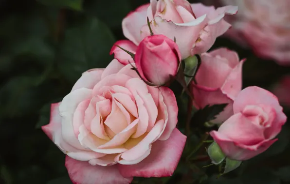 Macro, roses, pink, buds