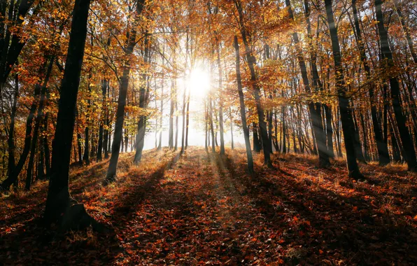 The sun, Nature, Autumn, Trees, Forest, Rays, Nature, Blik