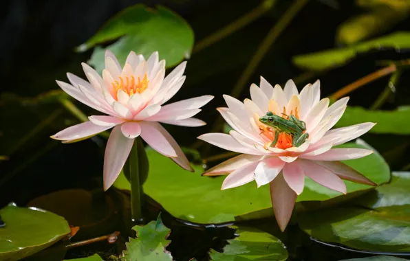 Leaves, frog, petals, Duo, Nymphaeum, water Lily