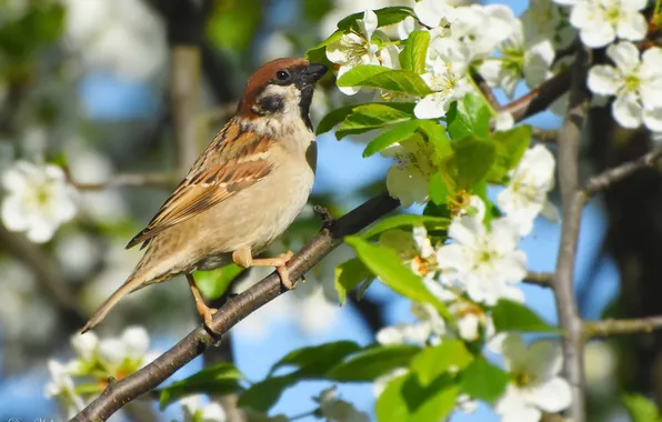 Nature, spring, Sparrow, photohunt