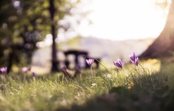 Flowers, nature, background