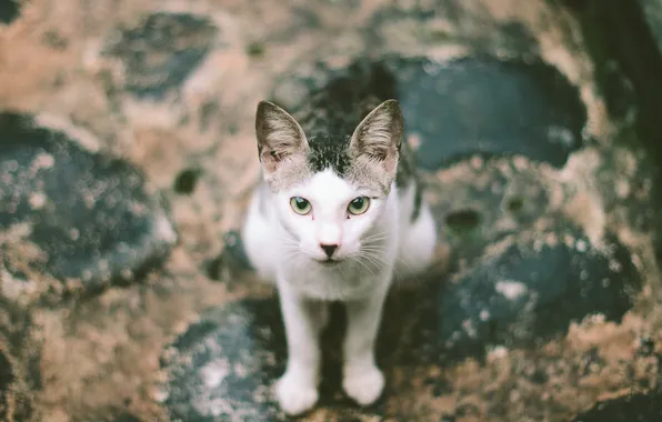 Eyes, cat, street, paws, ears