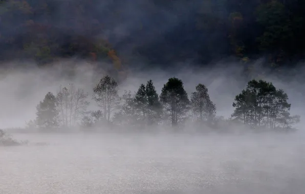 Picture autumn, forest, fog, lake