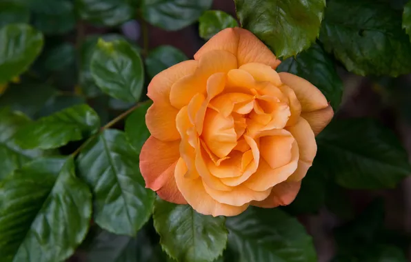 Orange, rose, petals
