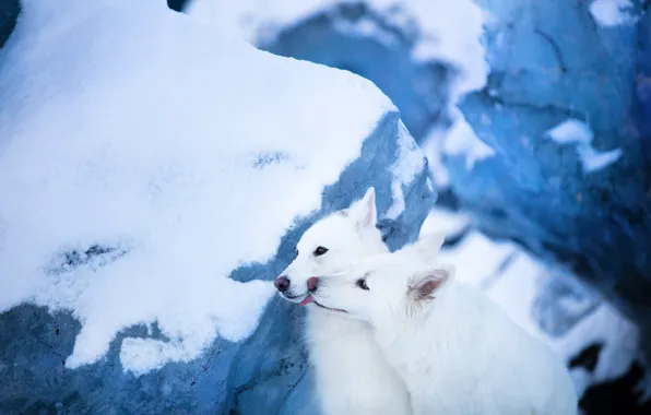 Snow, glacier, a couple, two dogs, The white Swiss shepherd dog