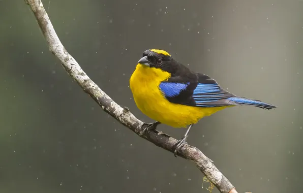 Rain, bird, branch, bird, looking, branch, raining, tanager