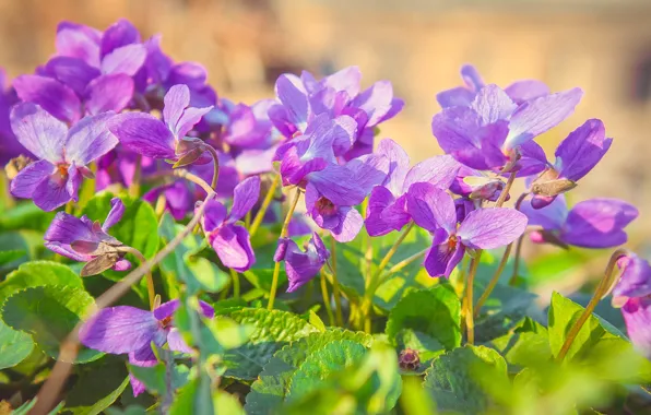 Picture flowers, nature, flowers