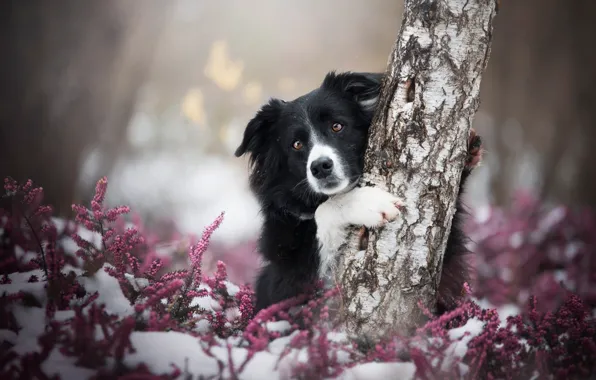 Winter, autumn, forest, look, face, snow, flowers, pose