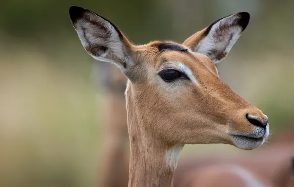 Nature, Impala, antelope