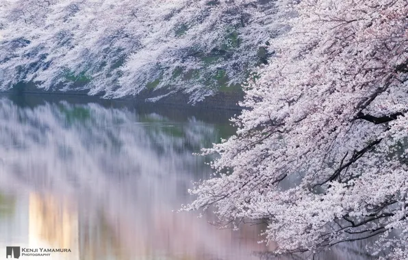 Picture river, branch, Japan, Sakura, photographer, blooms, Kenji Yamamura