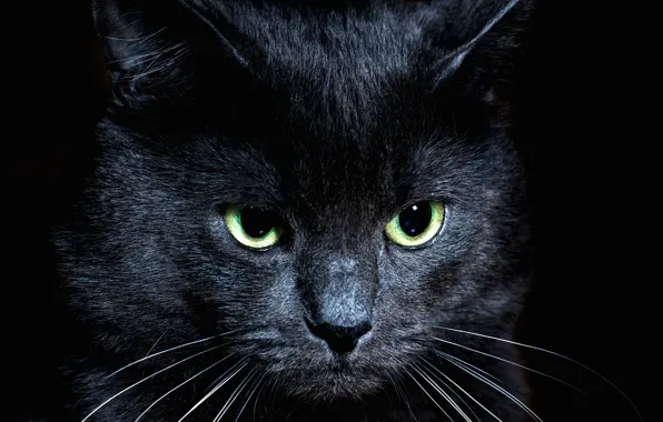 Picture cat, look, black