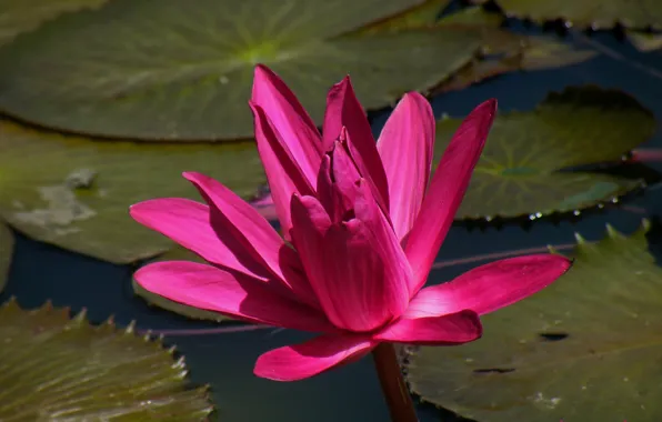 Picture leaves, Lily, pond, water Lily