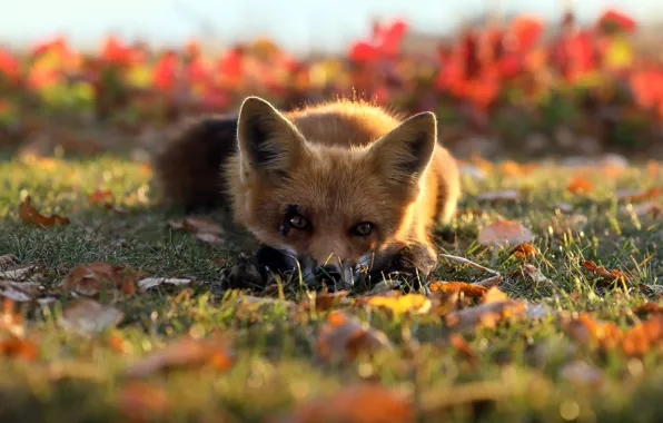 Picture autumn, nature, Fox