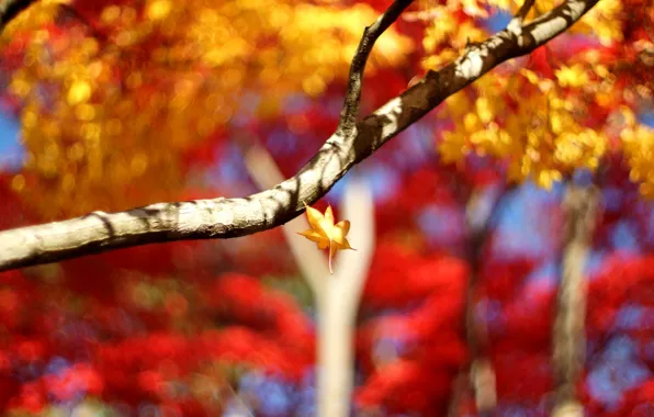 Picture leaves, macro, trees, background, tree, Wallpaper, blur, branch