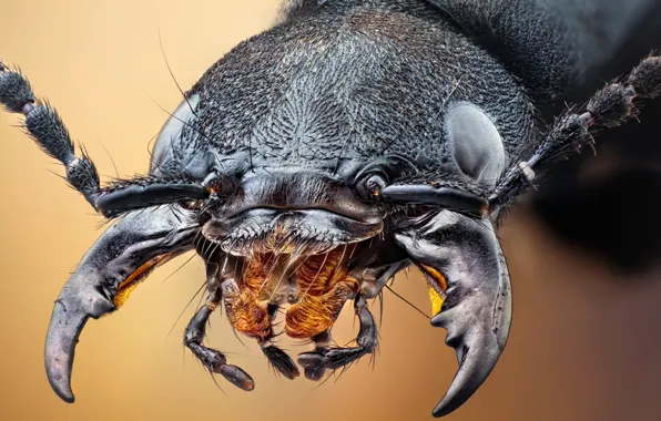 Macro, beetle, insect